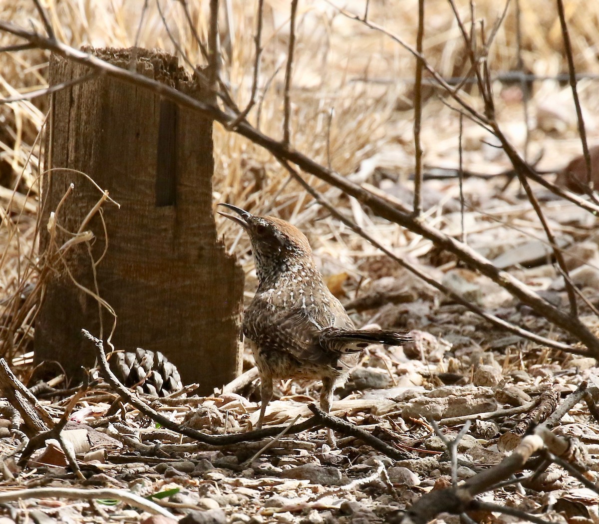 Cactus Wren - ML642254874