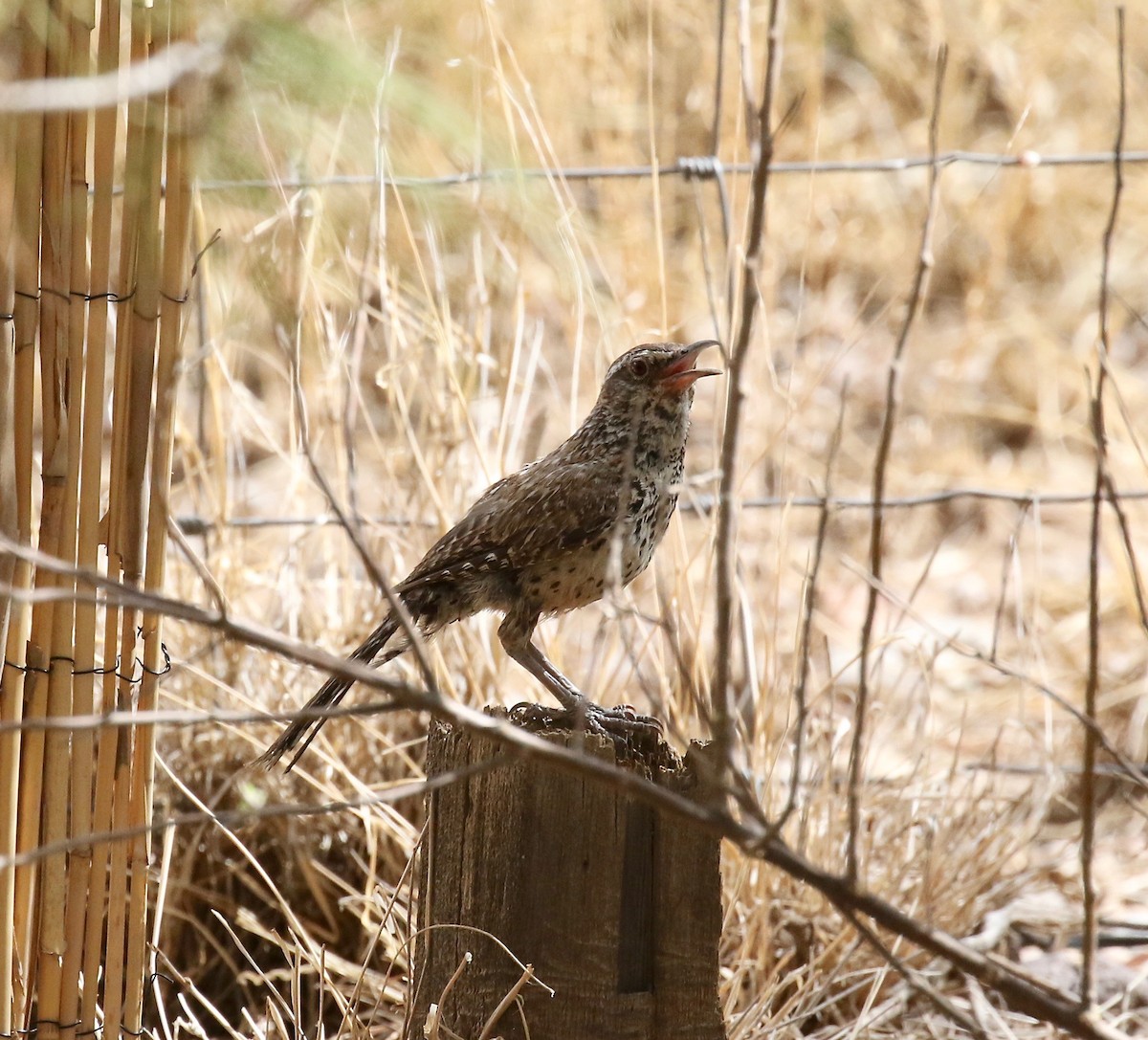 Cactus Wren - ML642254875