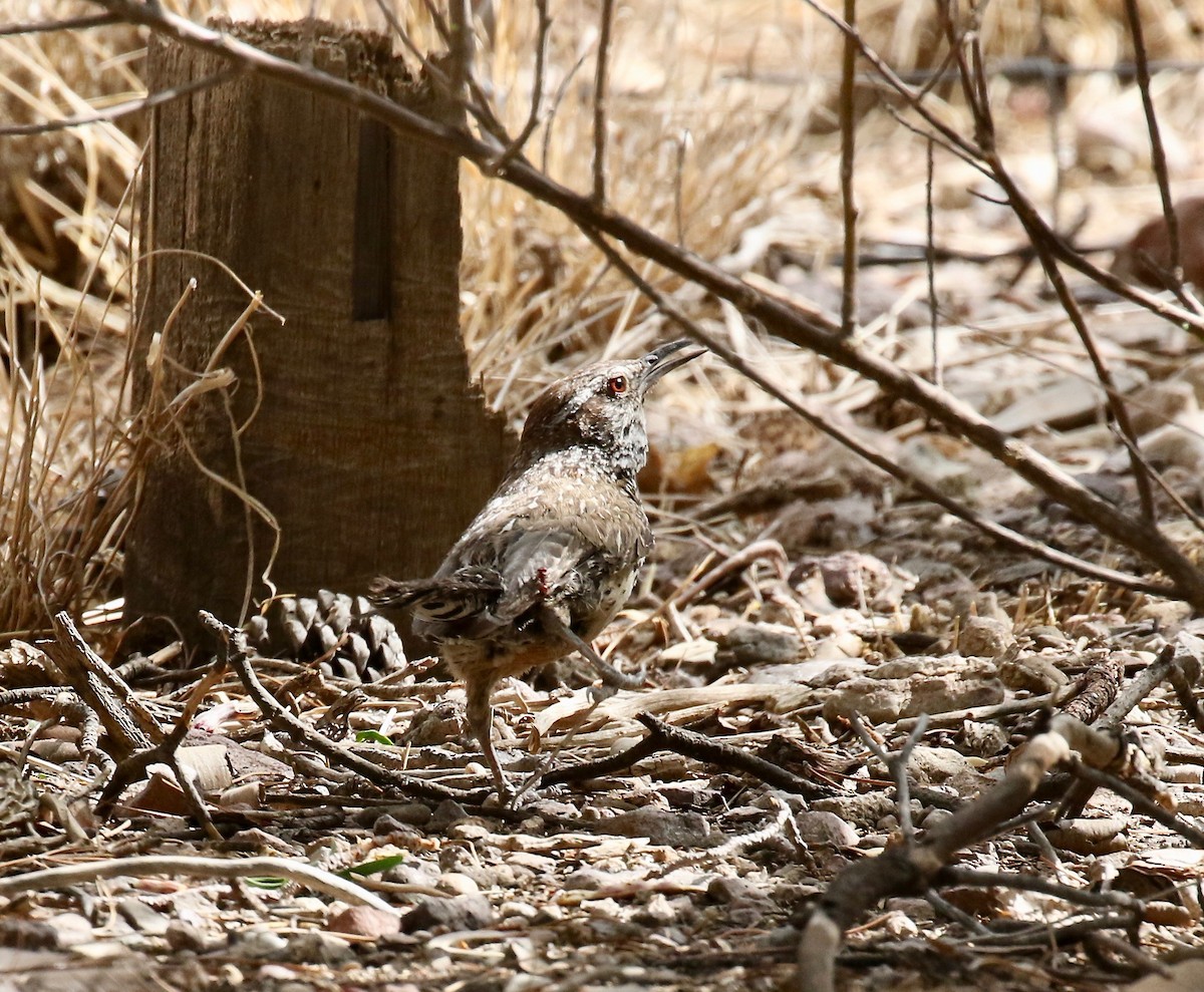 Cactus Wren - ML642254878