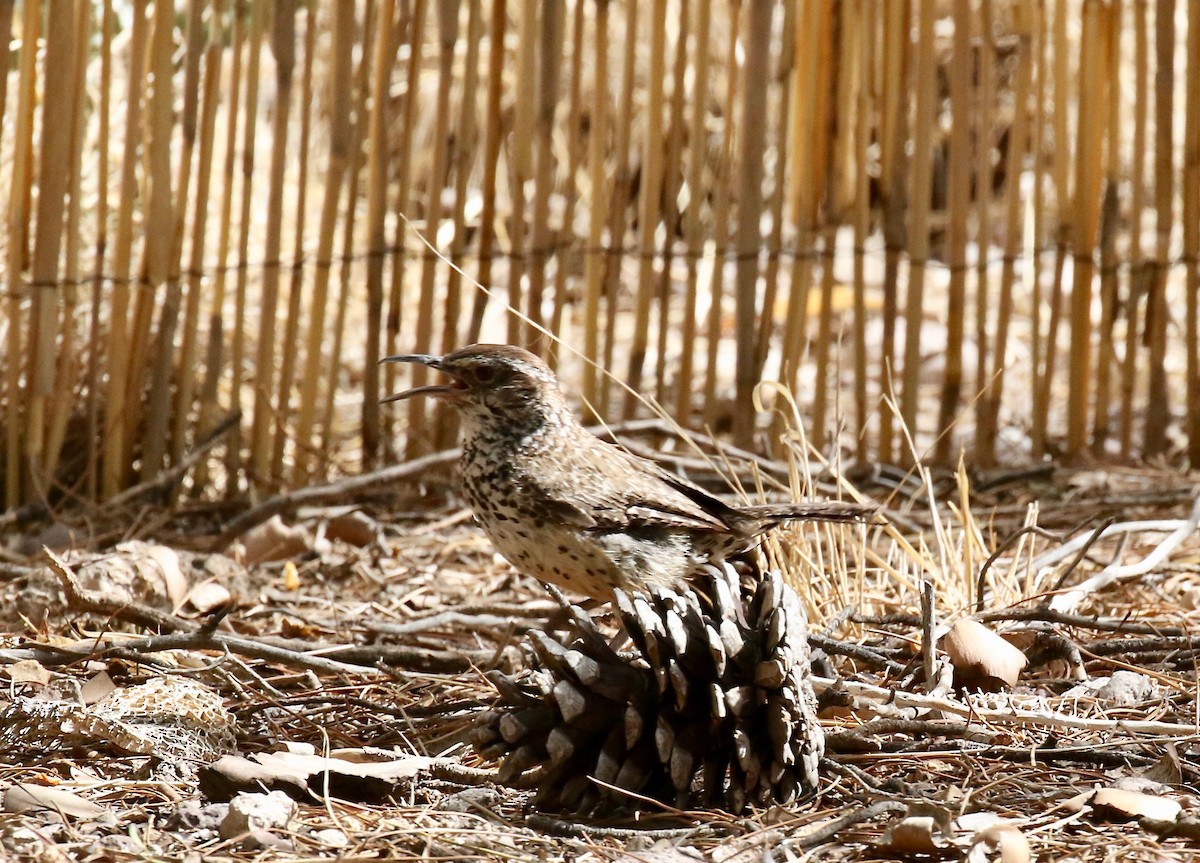 Cactus Wren - ML642254879