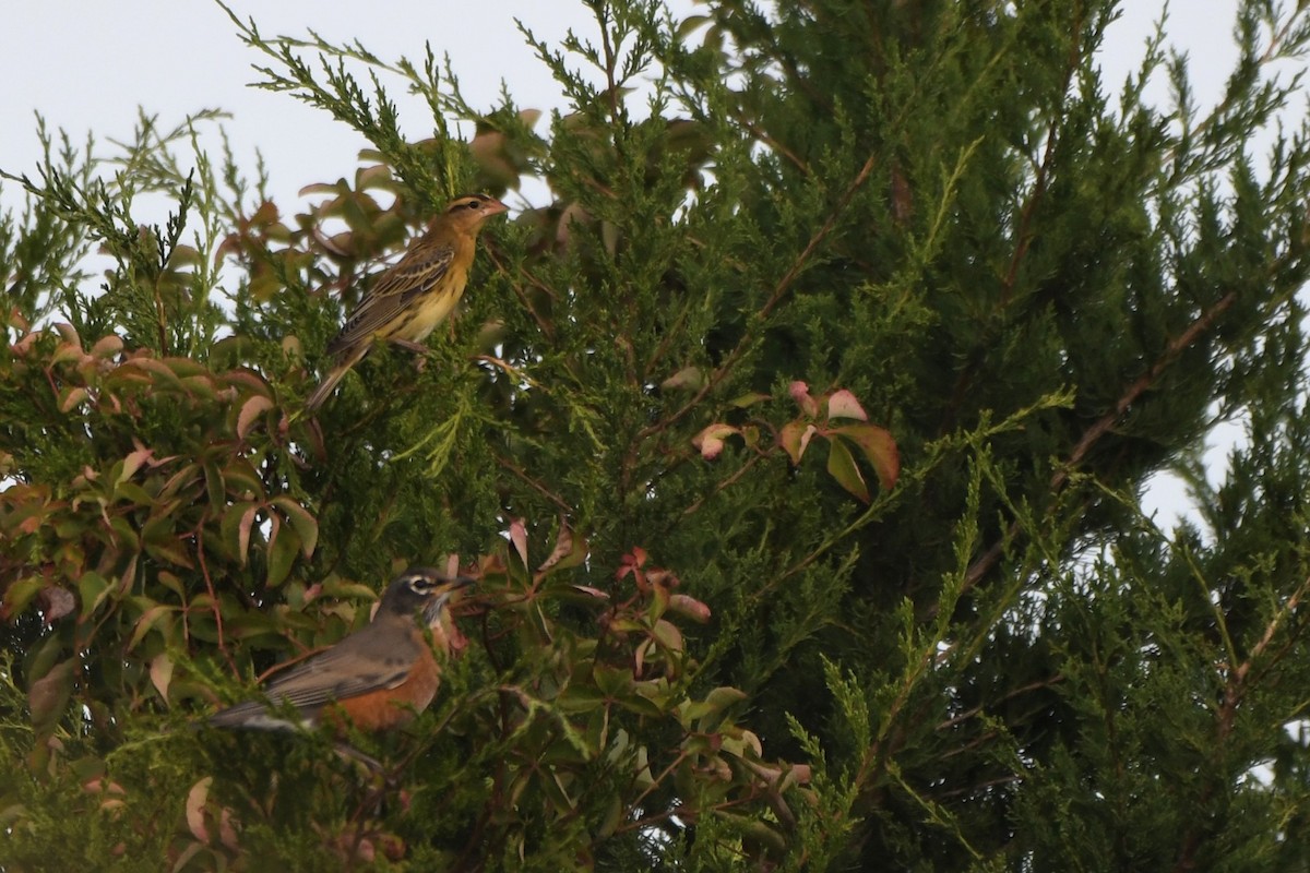 Bobolink - ML642254893