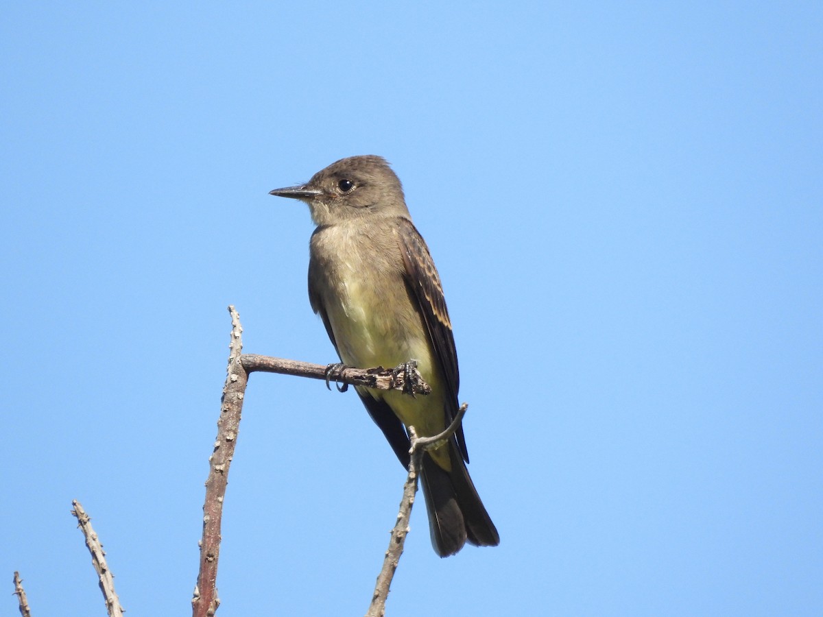Western Wood-Pewee - ML642254899