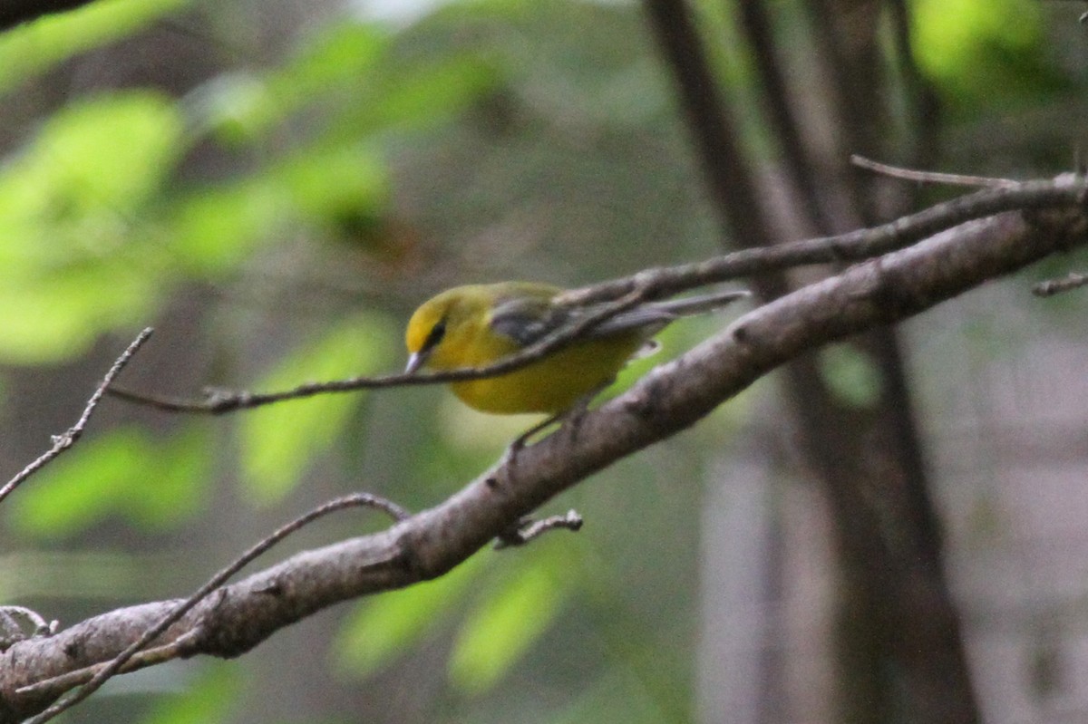 アオバネアメリカムシクイ - ML642254903