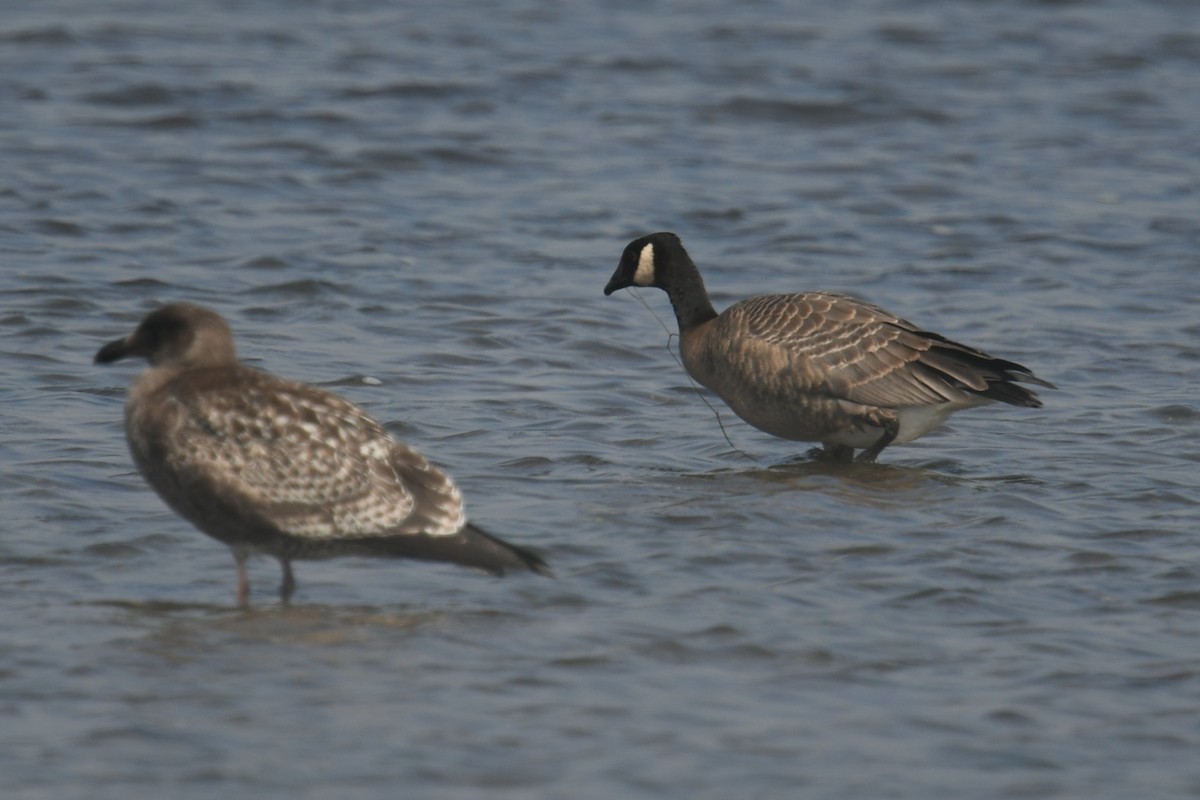 Cackling Goose - ML642254905
