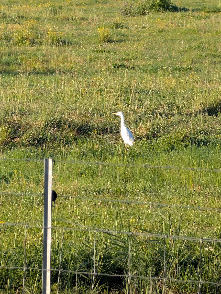 Plumed Egret - ML642254907