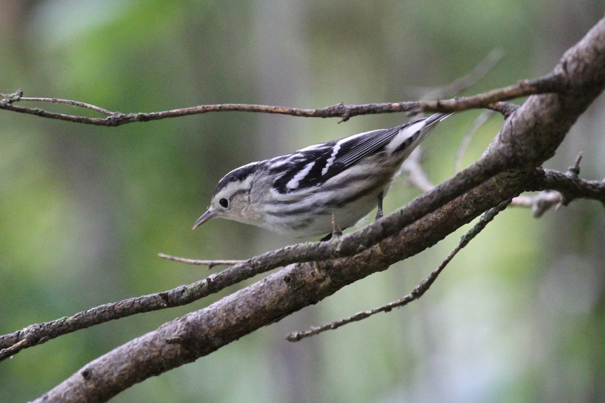 シロクロアメリカムシクイ - ML642254913