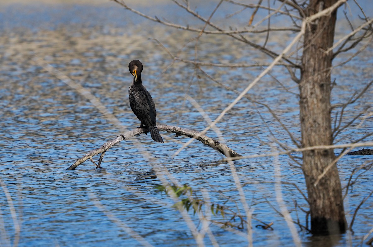 Double-crested Cormorant - ML642254919