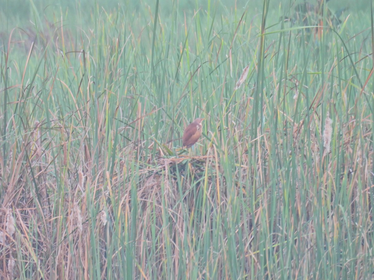 Cinnamon Bittern - ML642254921