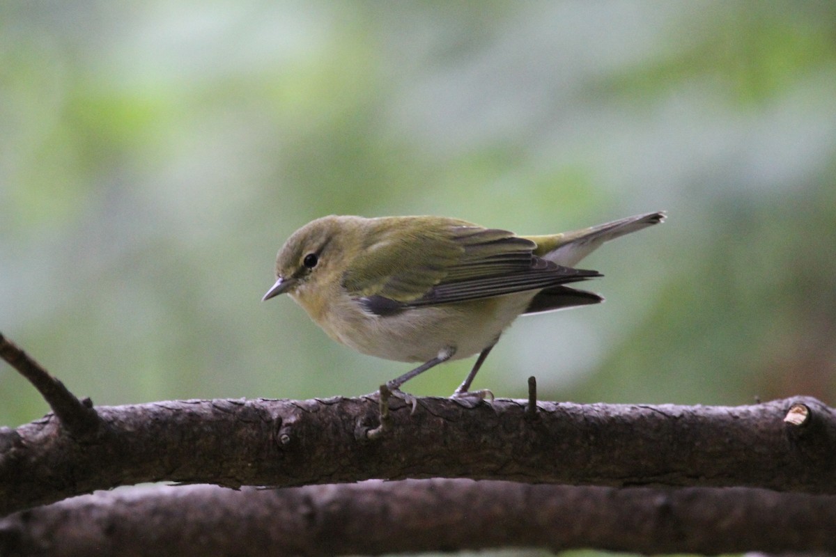 マミジロアメリカムシクイ - ML642254929