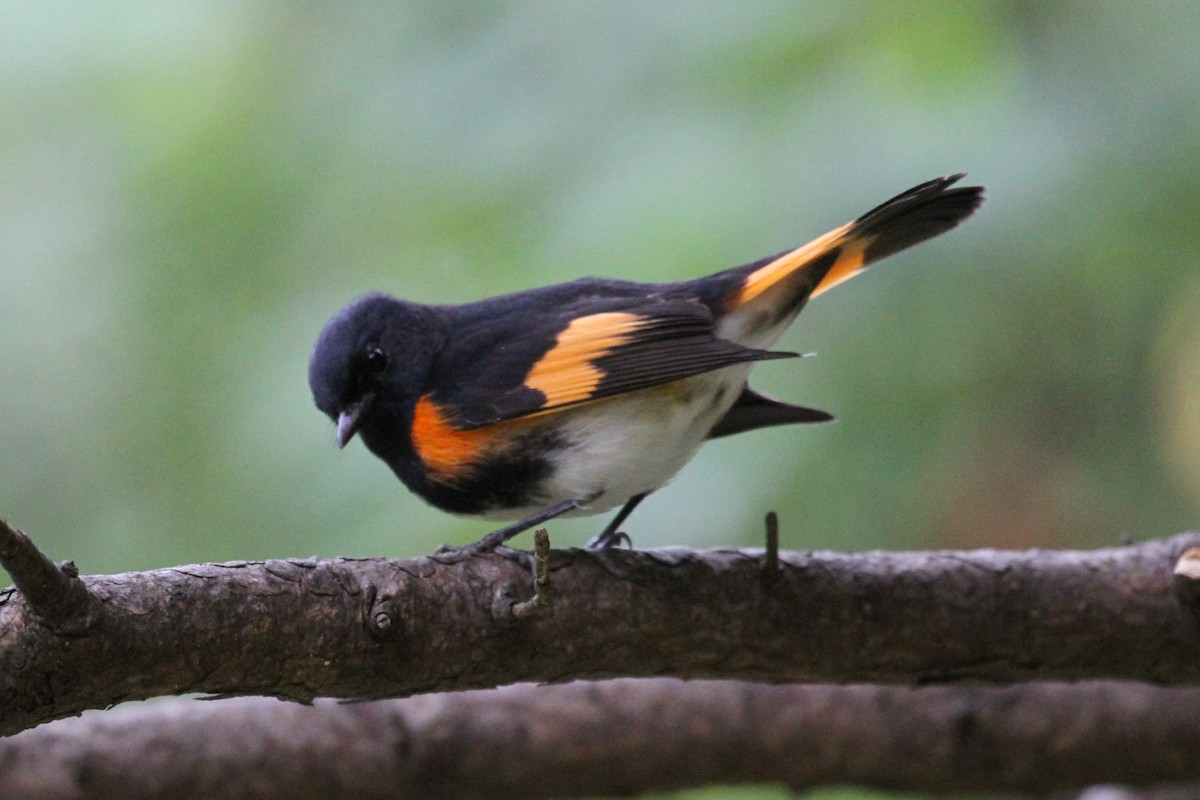 ハゴロモムシクイ - ML642254942