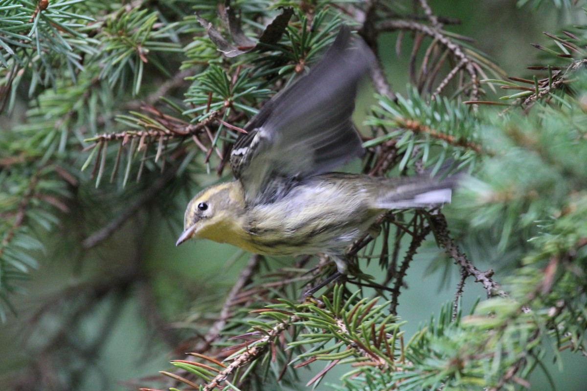 キマユアメリカムシクイ - ML642254949