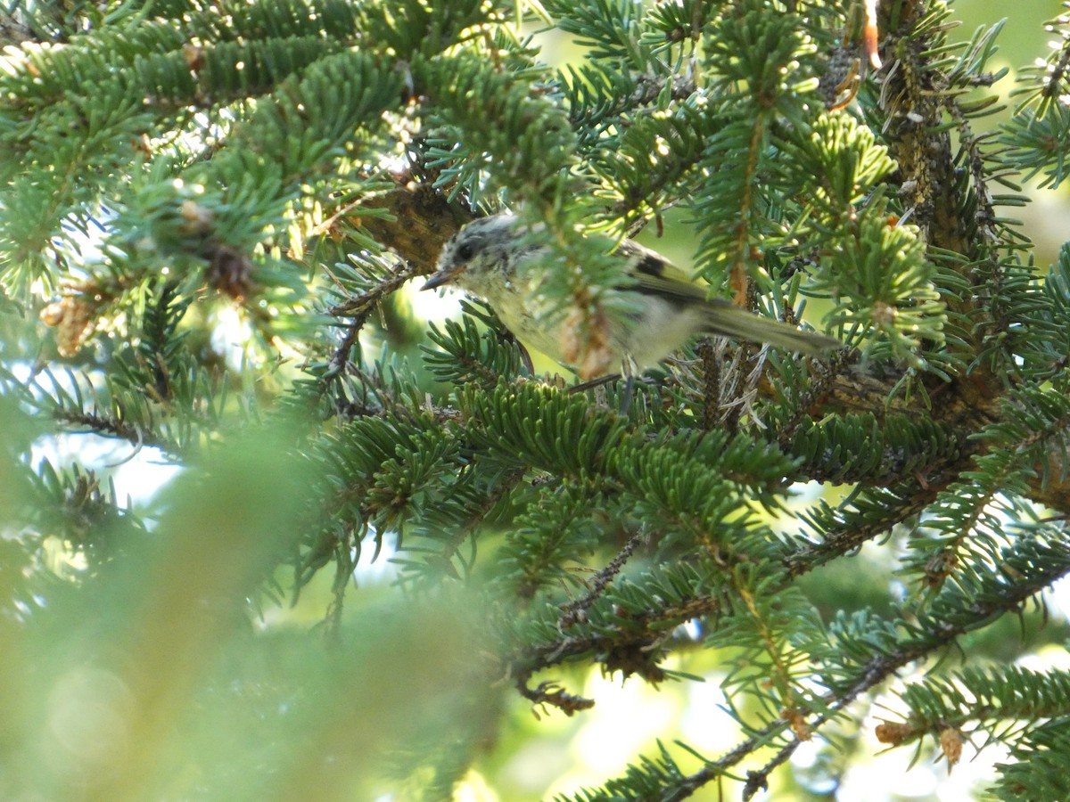 Golden-crowned Kinglet - ML642254972