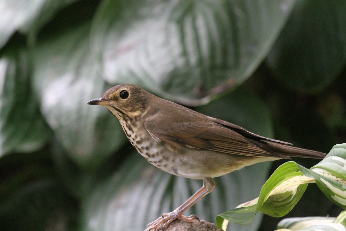 オリーブチャツグミ - ML642254973