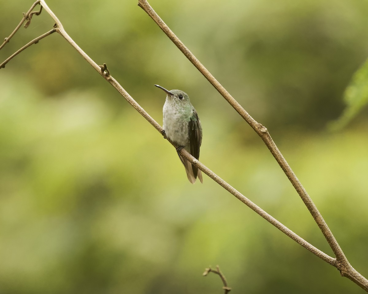 Green-and-white Hummingbird - ML642254974