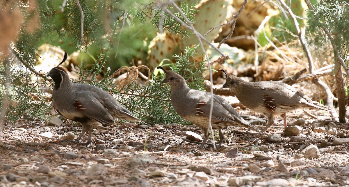 Gambel's Quail - ML642255006
