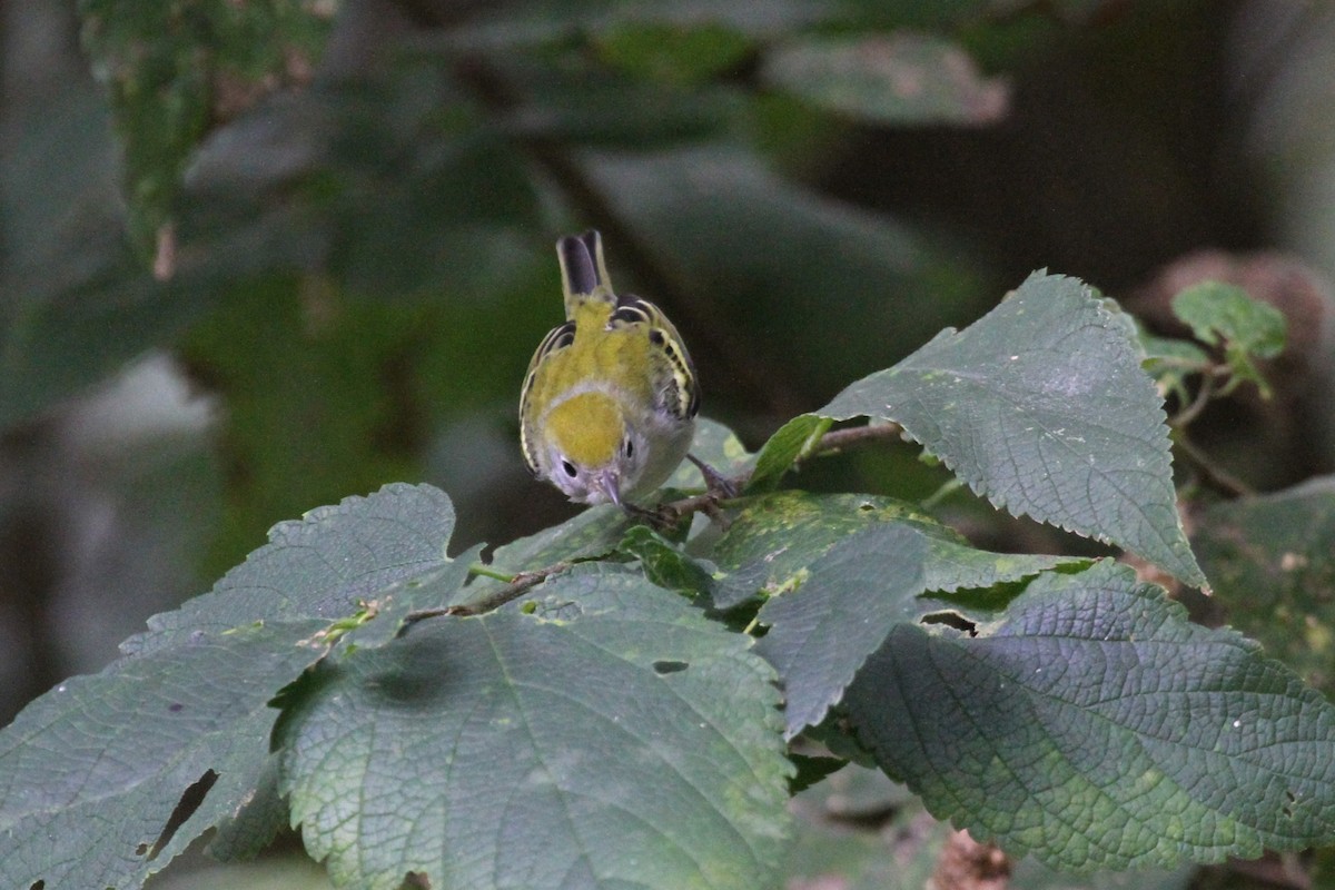 ワキチャアメリカムシクイ - ML642255015