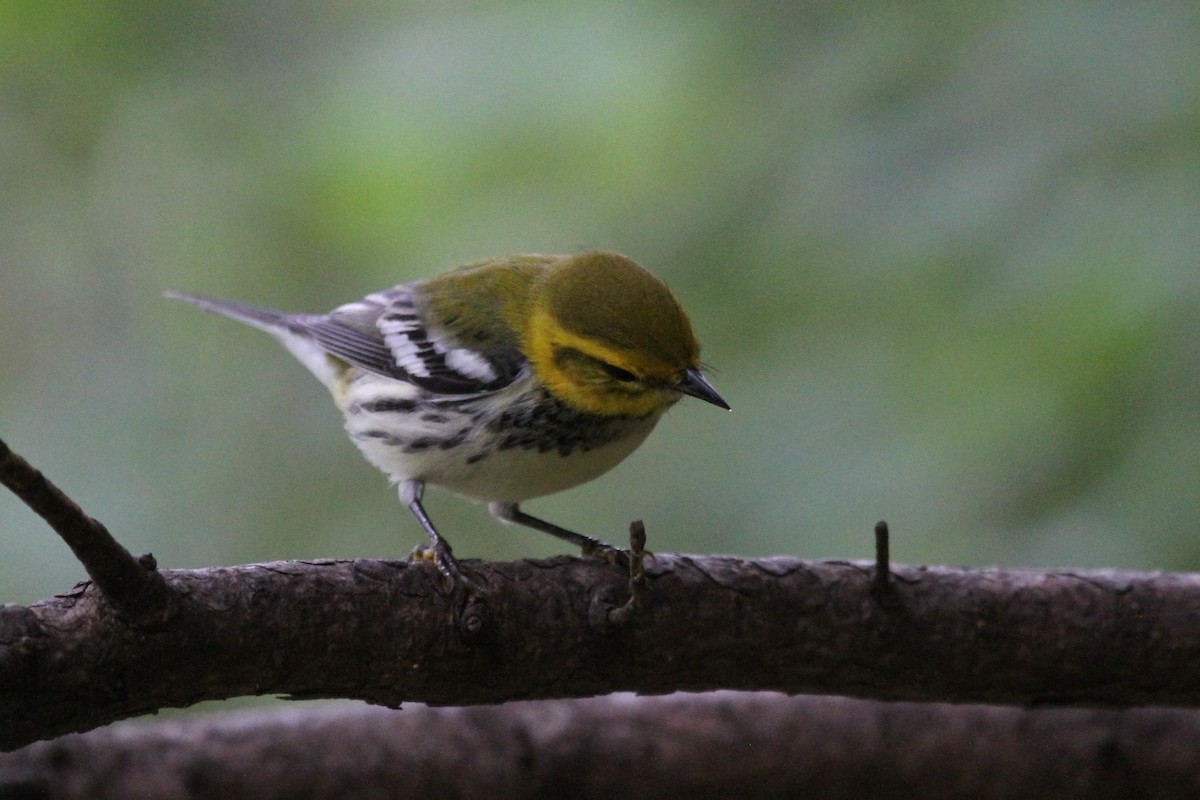 ノドグロミドリアメリカムシクイ - ML642255034