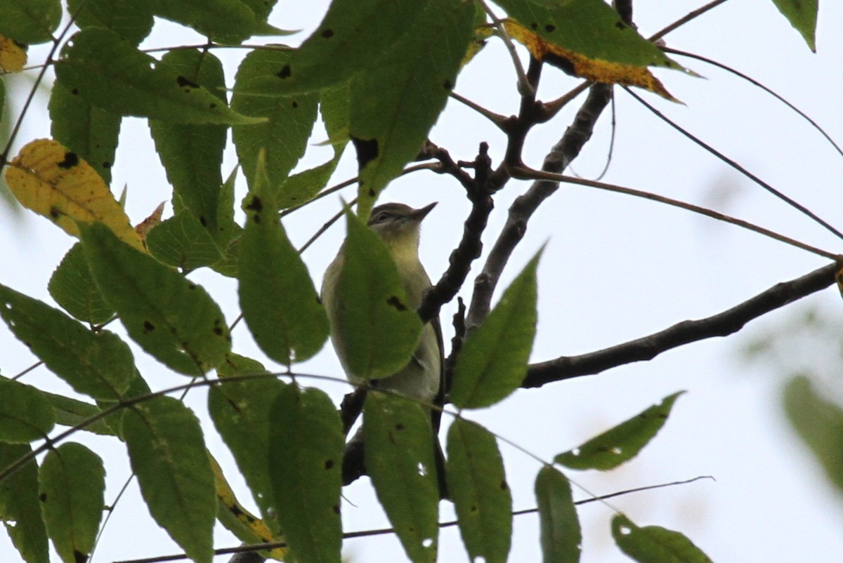 セアカモズモドキ - ML642255041