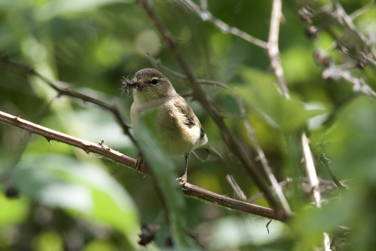Mosquitero Común - ML642255045