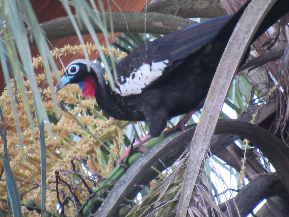 Black-fronted Piping-Guan - ML642255068