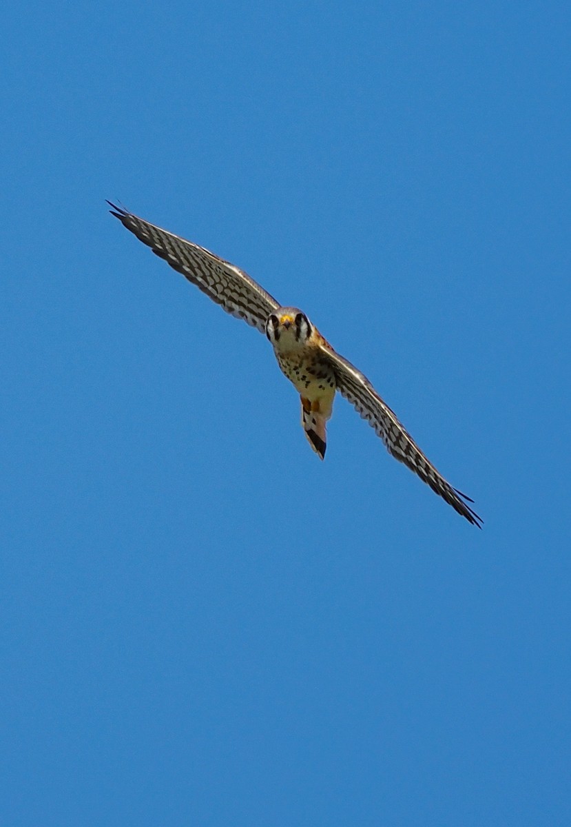 American Kestrel - ML642255073