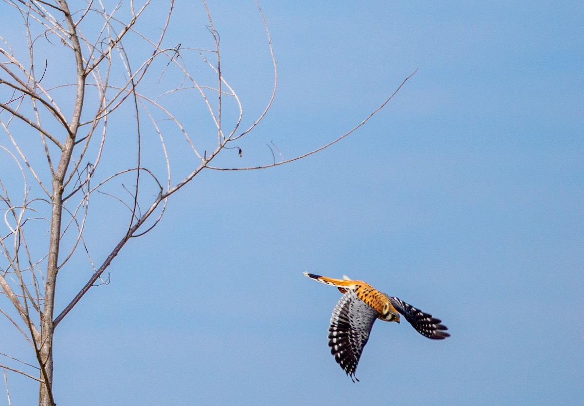 American Kestrel - ML642255074