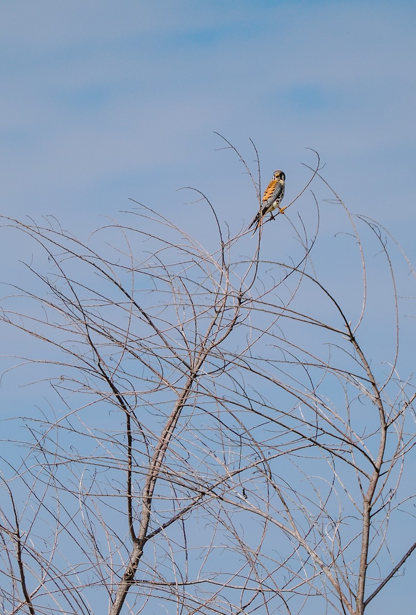 American Kestrel - ML642255075