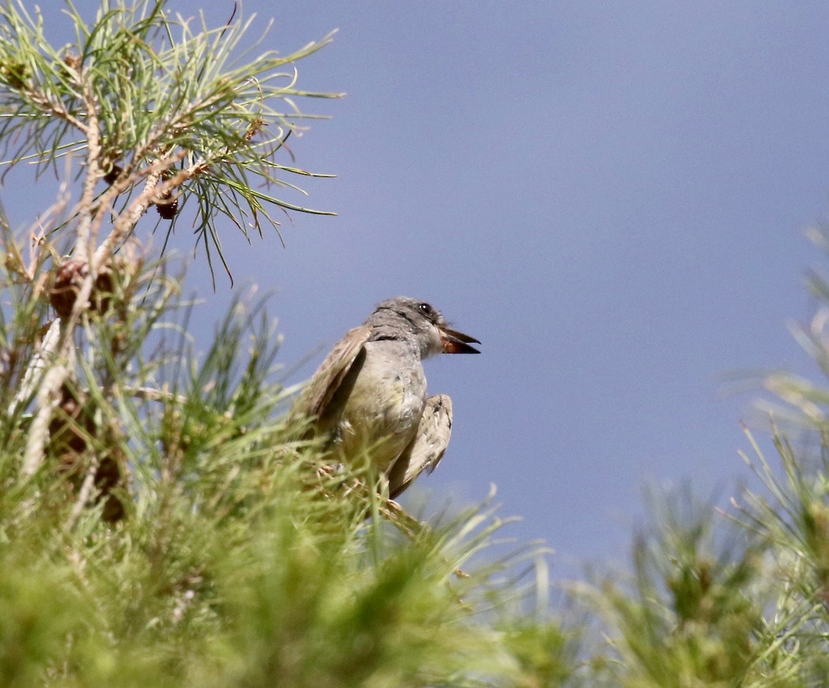 Cassin's Kingbird - ML642255080