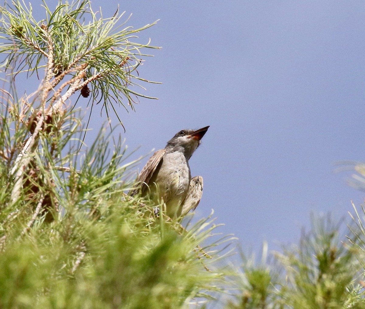 Cassin's Kingbird - ML642255081