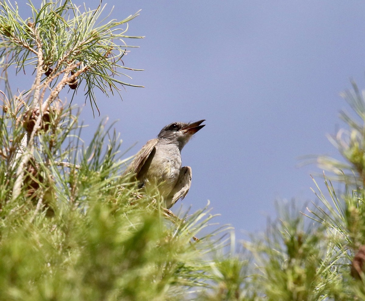 Cassin's Kingbird - ML642255083