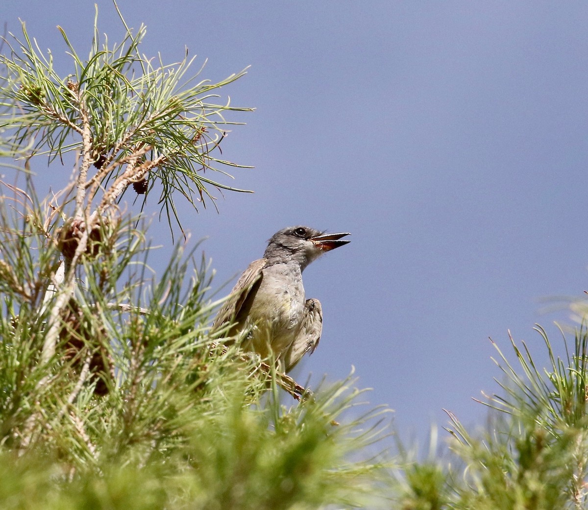 Cassin's Kingbird - ML642255085