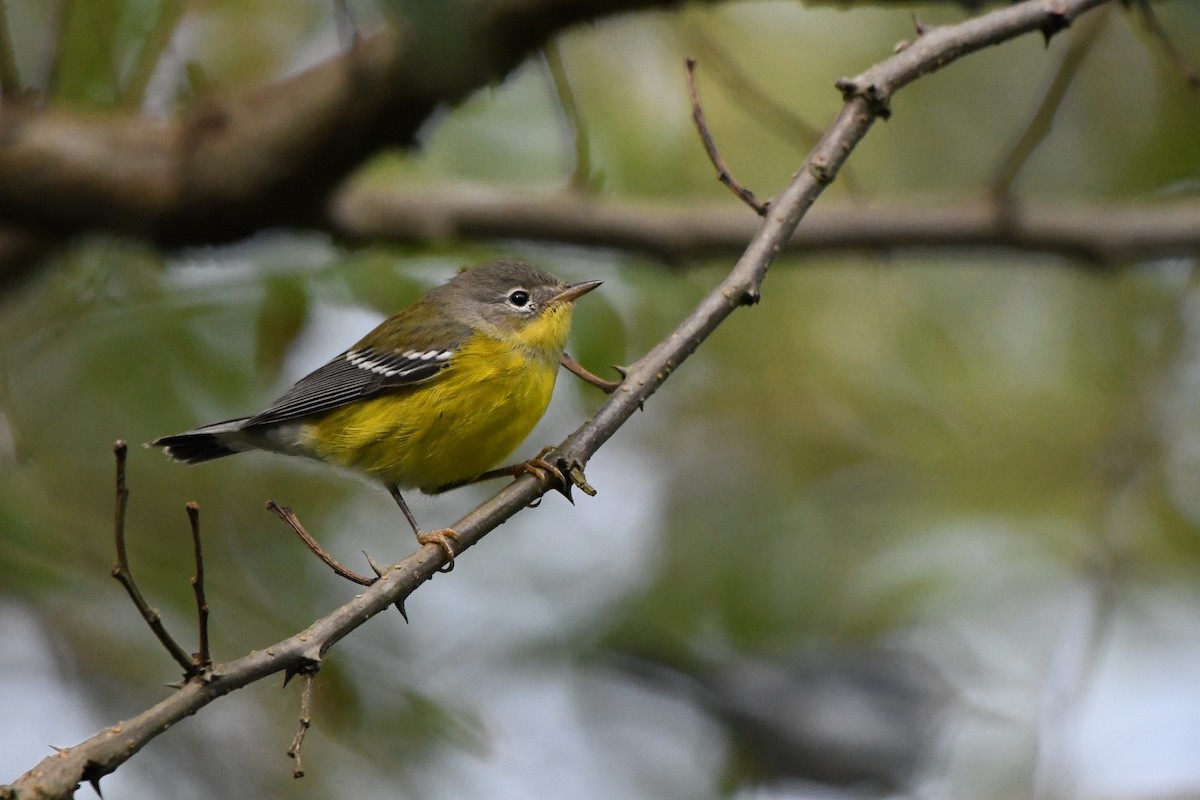 Magnolia Warbler - ML642255094