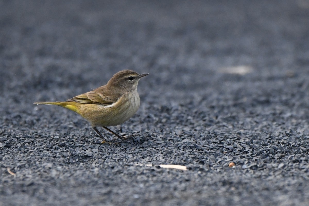 Palm Warbler - ML642255101