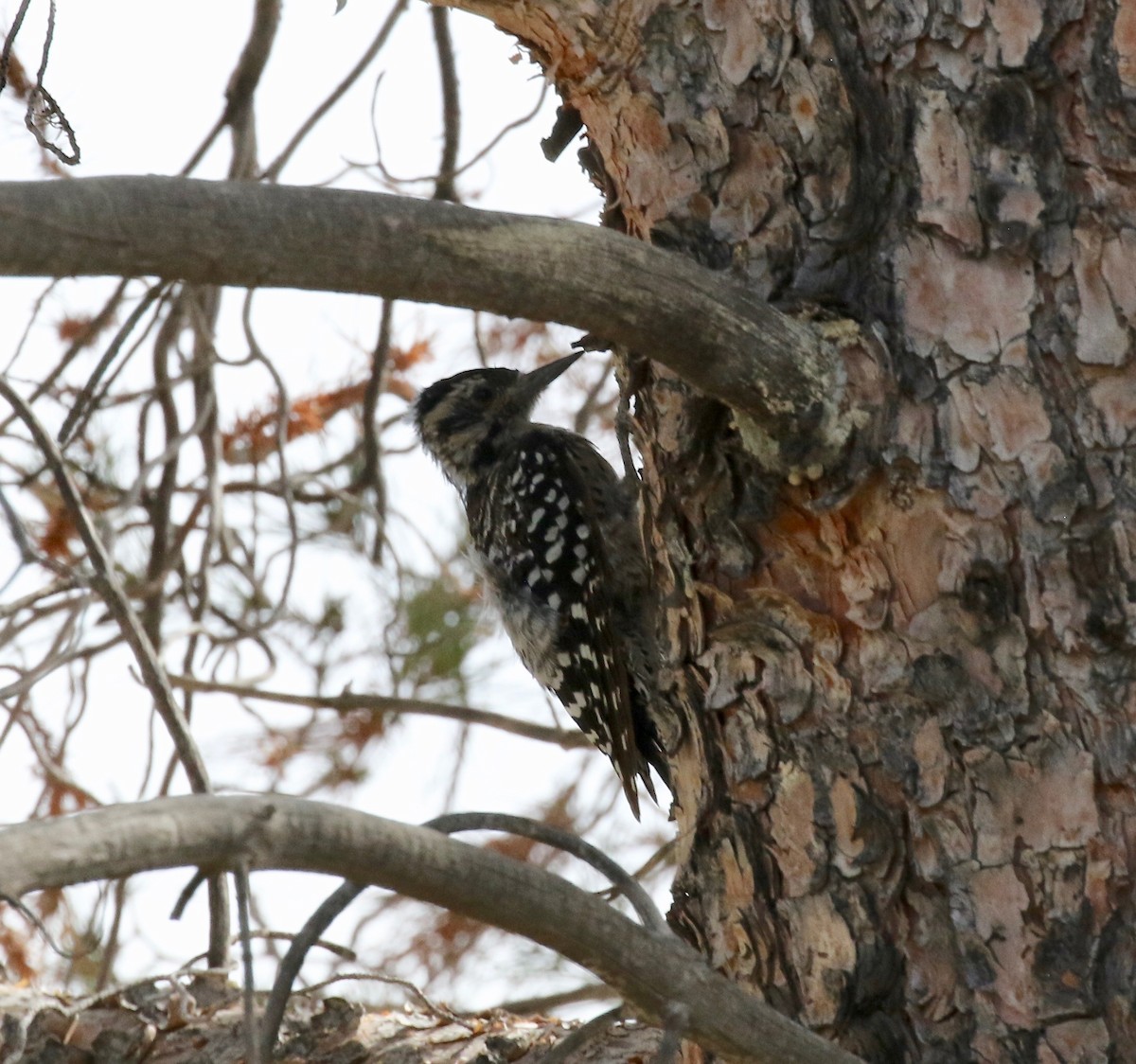 Ladder-backed Woodpecker - ML642255111
