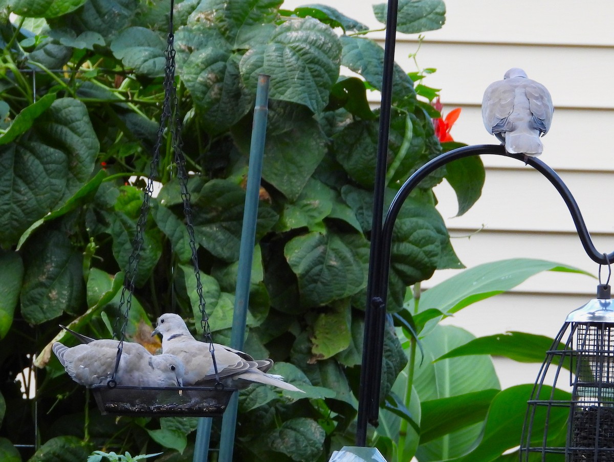 tyrkerdue - ML642255177