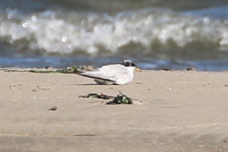Least Tern - ML642255191