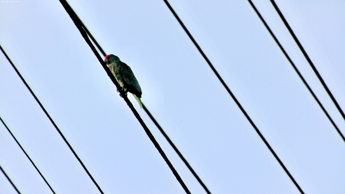 Red-crowned Amazon - ML642255229