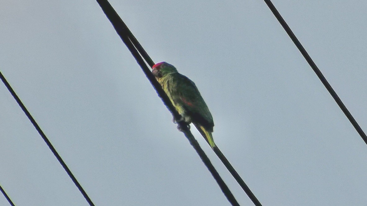 Red-crowned Amazon - ML642255230
