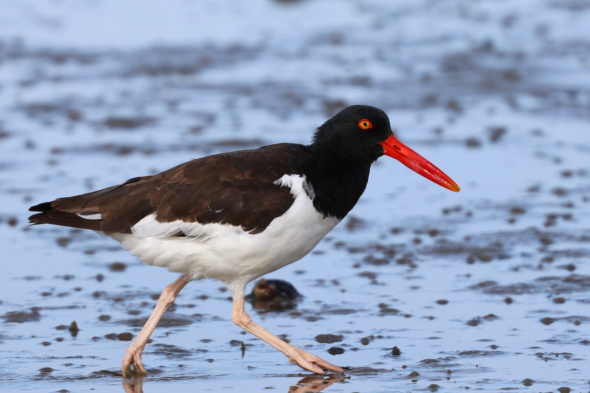 アメリカミヤコドリ - ML642255233