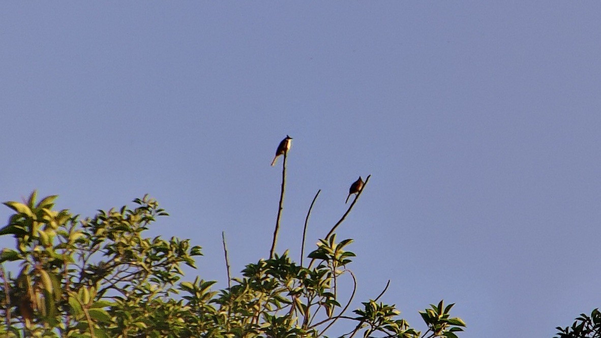 Red-whiskered Bulbul - ML642255239
