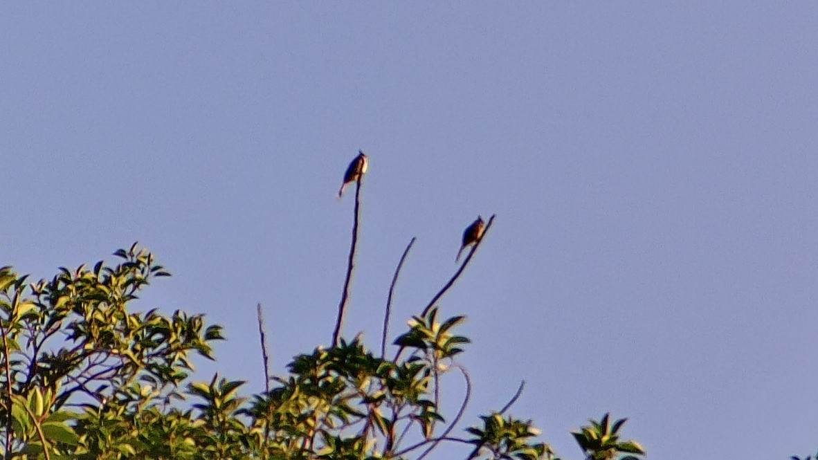 Red-whiskered Bulbul - ML642255240