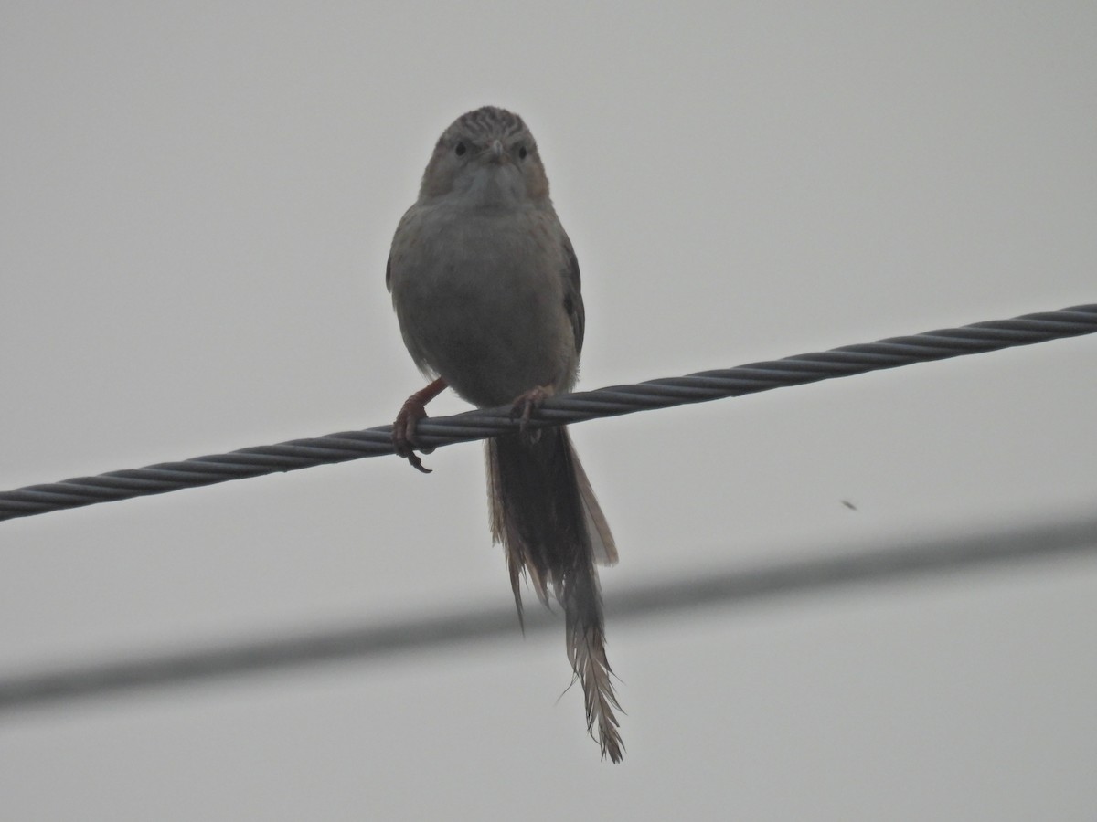Common Babbler - ML642255265