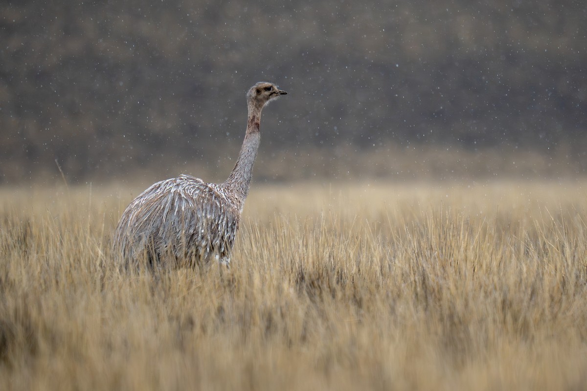 Lesser Rhea - ML642255270
