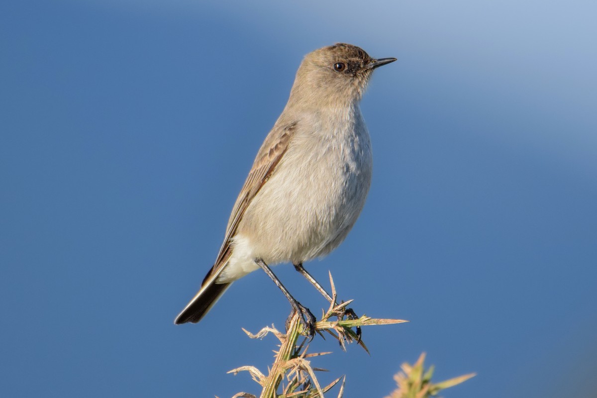 Dark-faced Ground-Tyrant - ML642255272