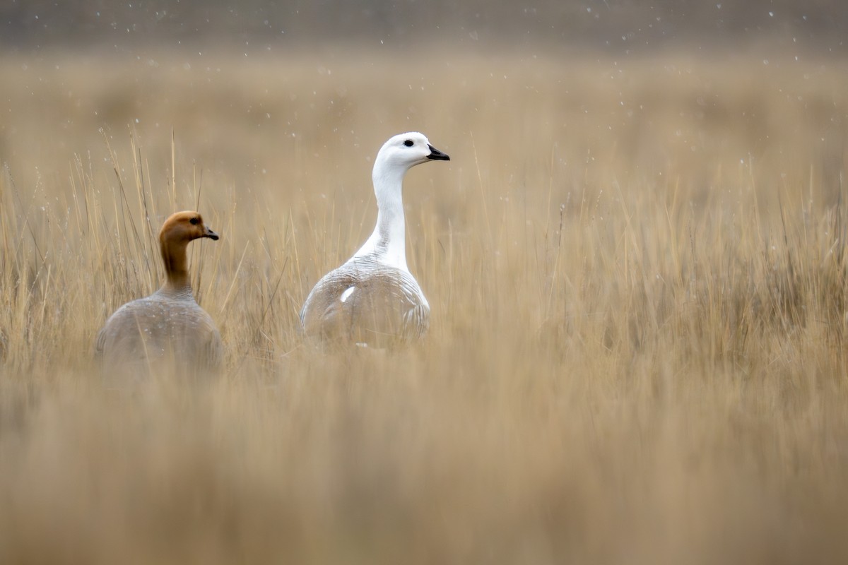 Upland Goose - ML642255279