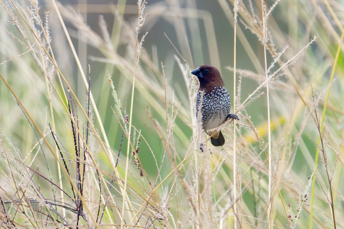 Scaly-breasted Munia - ML642255282
