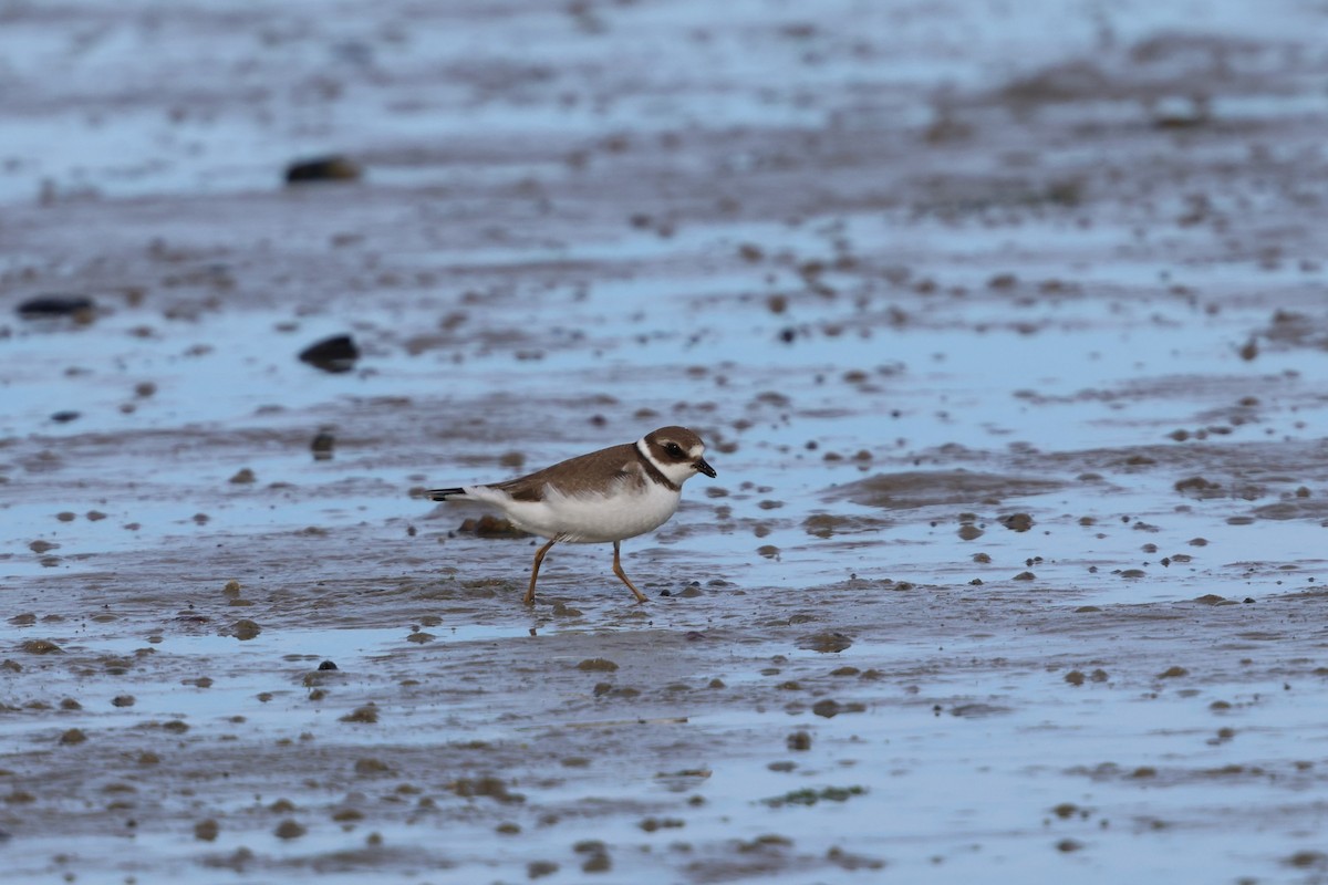 ミズカキチドリ - ML642255307