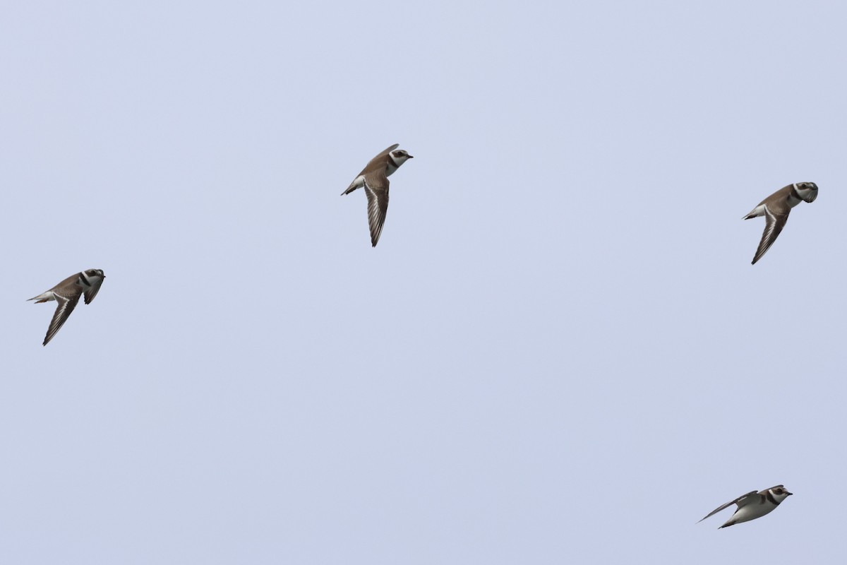 ミズカキチドリ - ML642255308