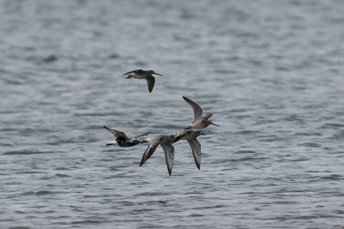 ダイゼン - ML642255341