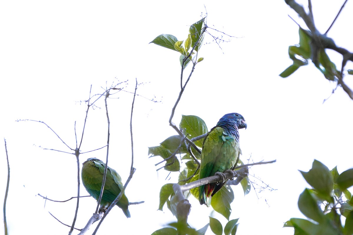 Blue-headed Parrot - ML642255359